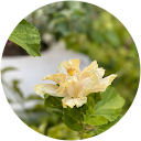 Maleeha Ismail profile picture